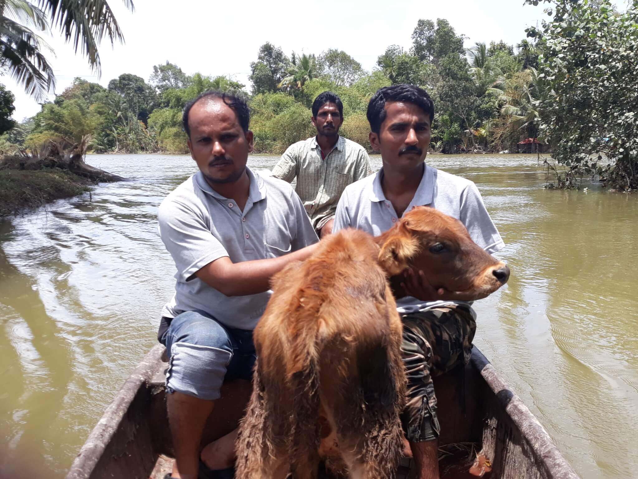 The Animals We Help | The Animals | Animal Rahat The Animals We Help | The Animals | Animal Rahat