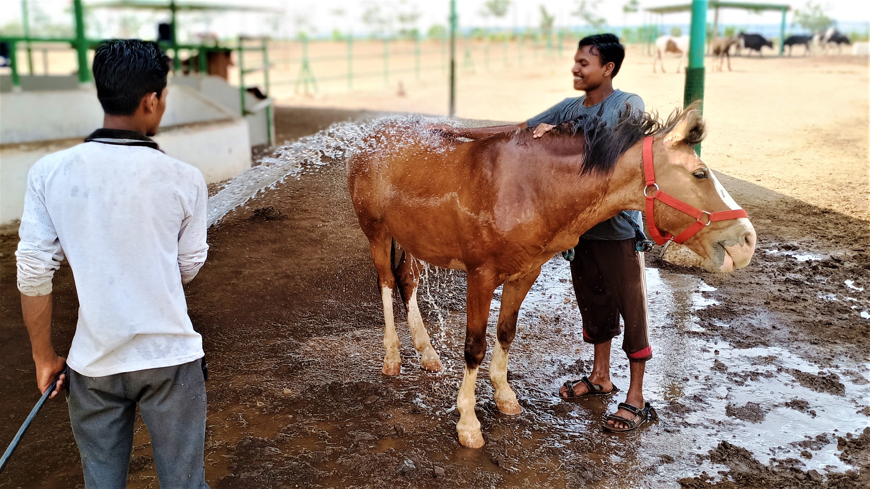 Two sanctuary workers use a hose to bathe a horse.