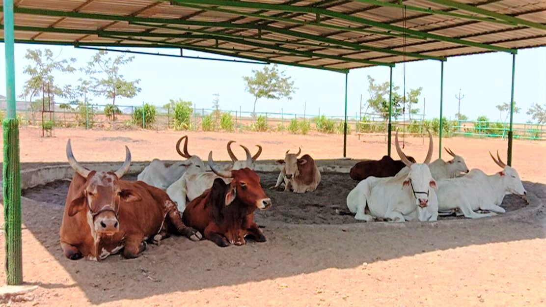 Nine bullocks lie together in the shade of a canopy.