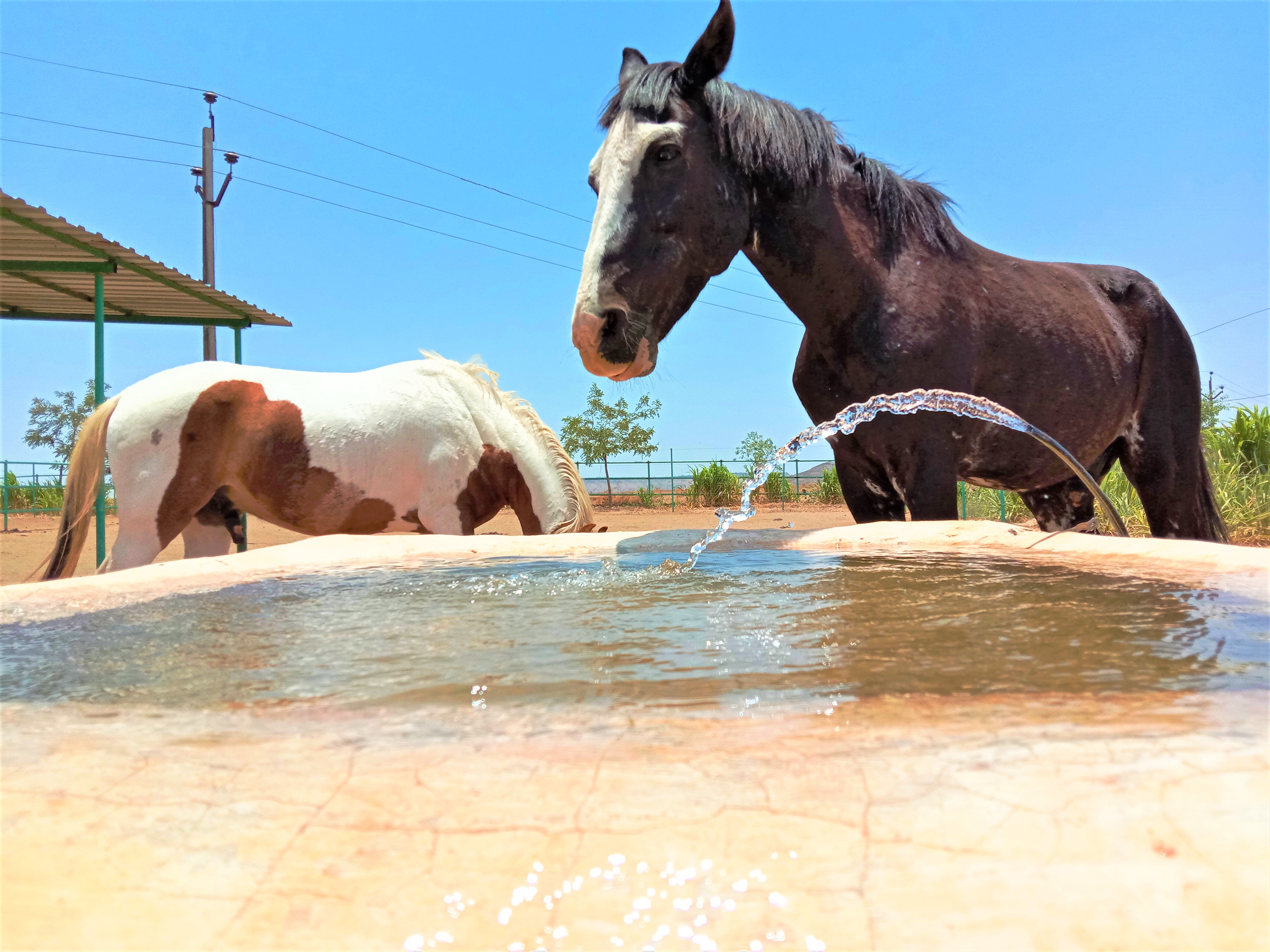 Kaliya, a brown-and-white horse, stands over a water trough that's being filled with fresh, clean water from a hose.