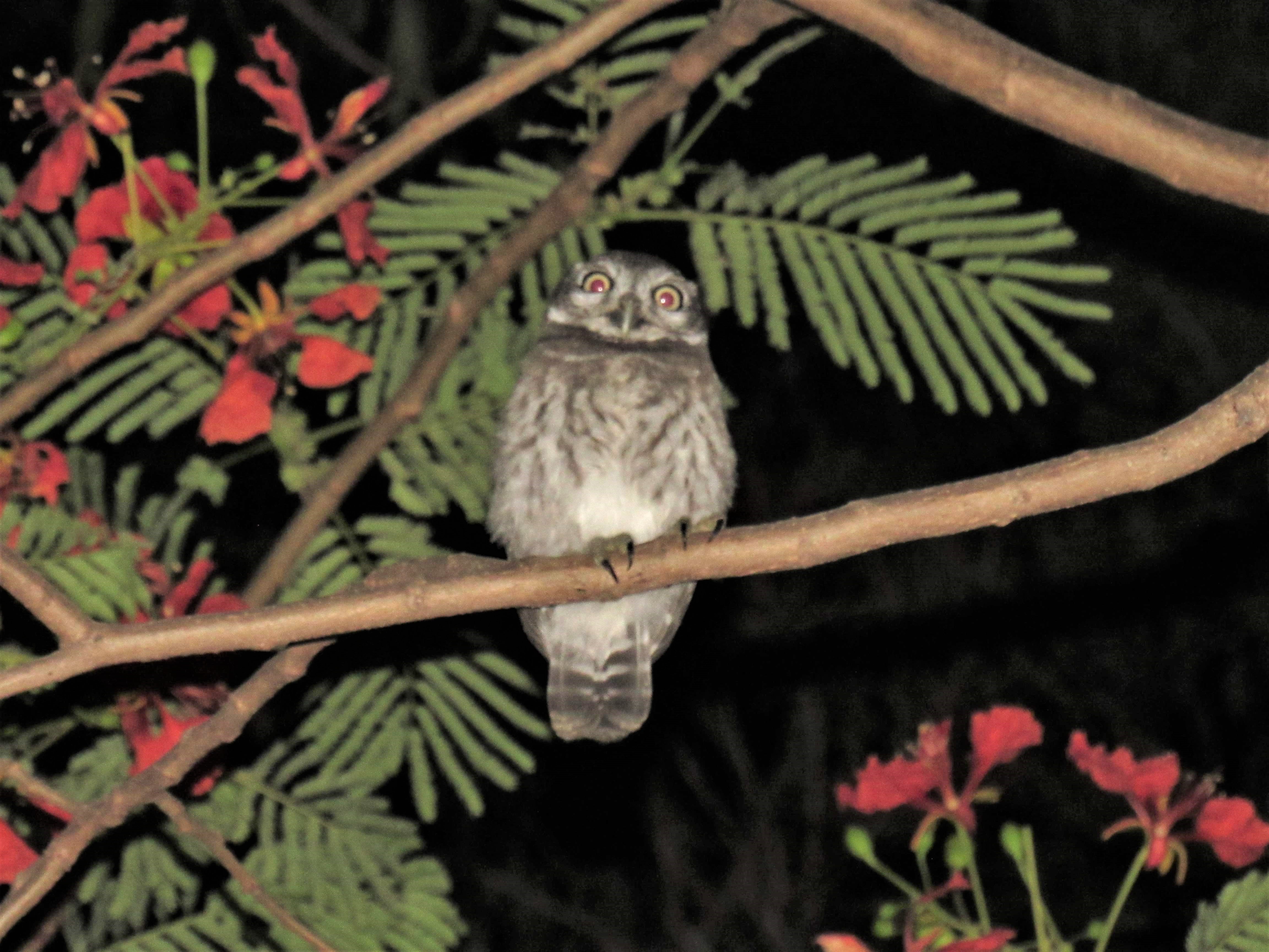 A baby owlet perches on a tree branch and looks at the camera.