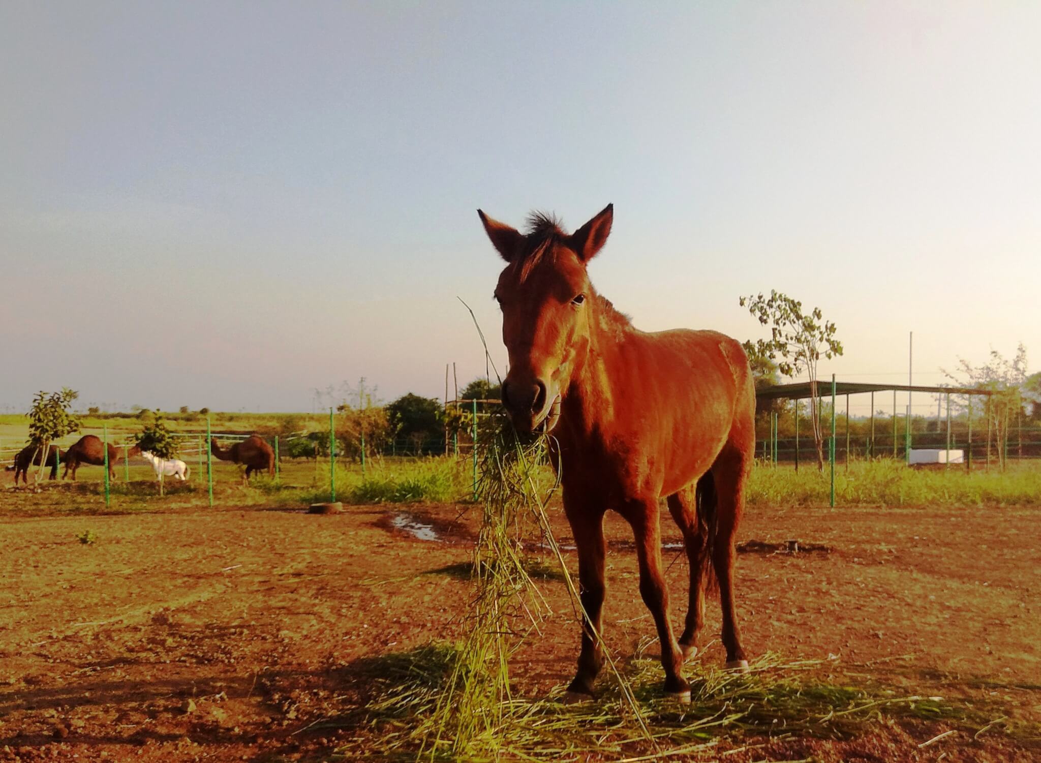 A brown pony chews some fresh green grass as she looks into the camera.