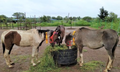 21 Rescued Horses Arrive at the Sanctuary!
