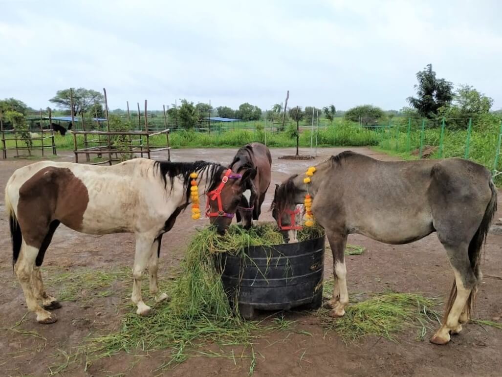Three horses wearing yellow and orange garlands eat green grass from a feeding trough.