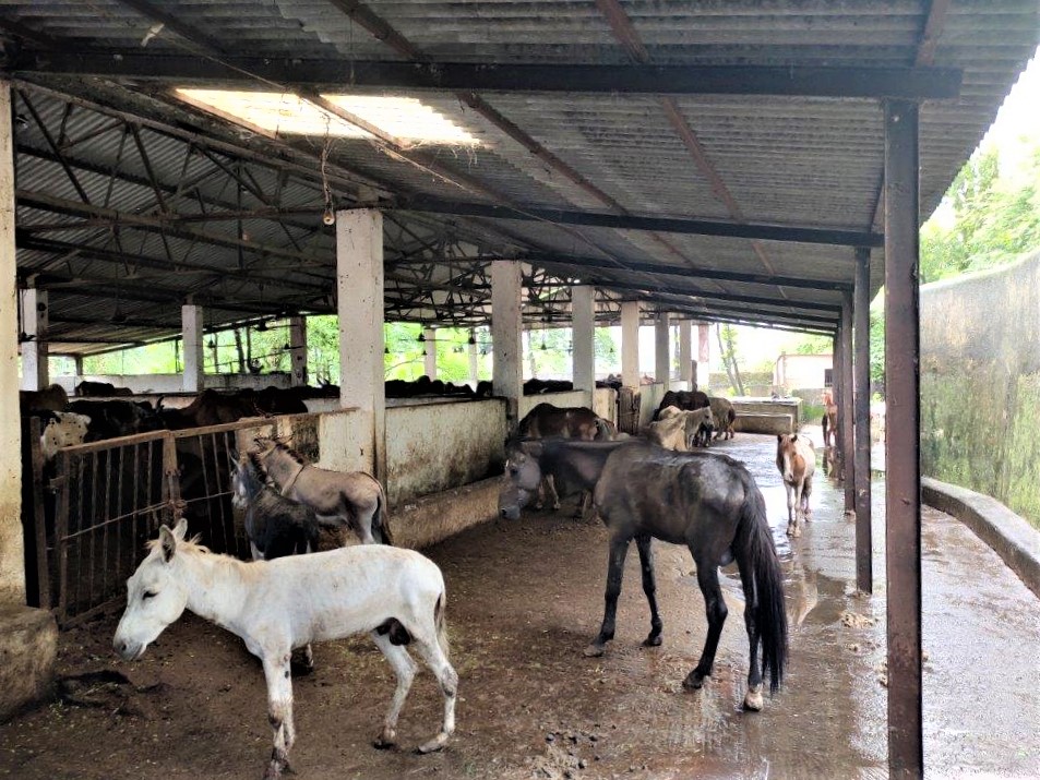 Donkeys and horses languish inside a barren, wet, and dirty cattle pound.