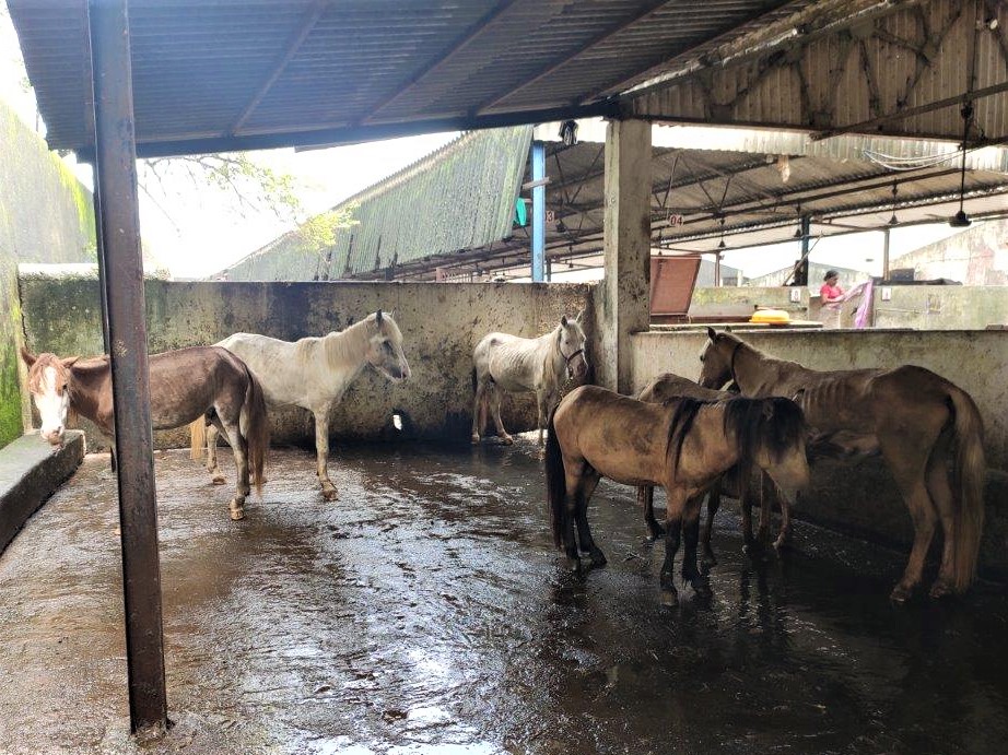 Horses and ponies, so thin that their ribs are visible, stand on the wet floor of a cattle pound.