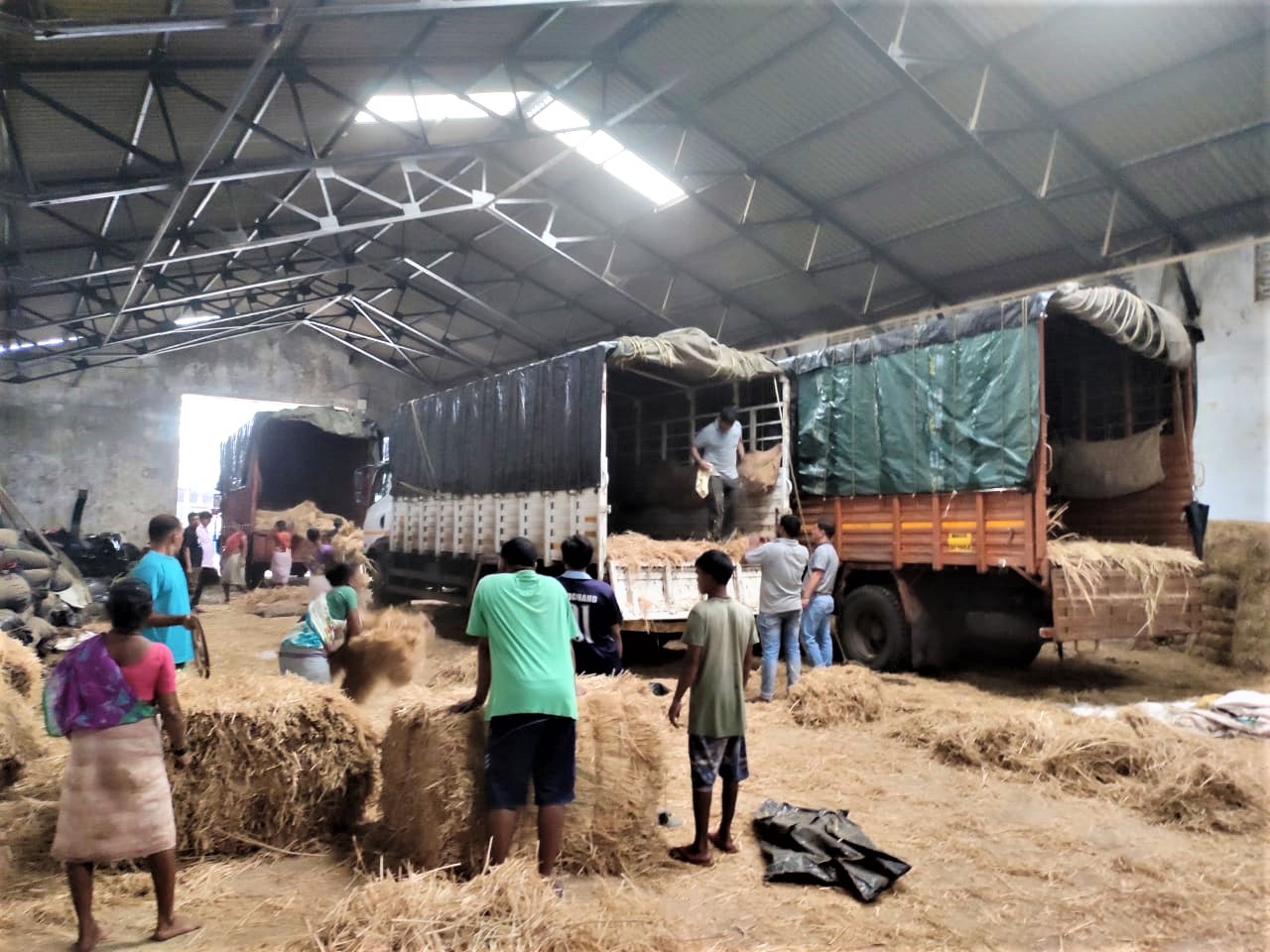 The rescue team and volunteers stand among piles of straw as they fill some of the trucks that will transport the rescued horses to the sanctuary.