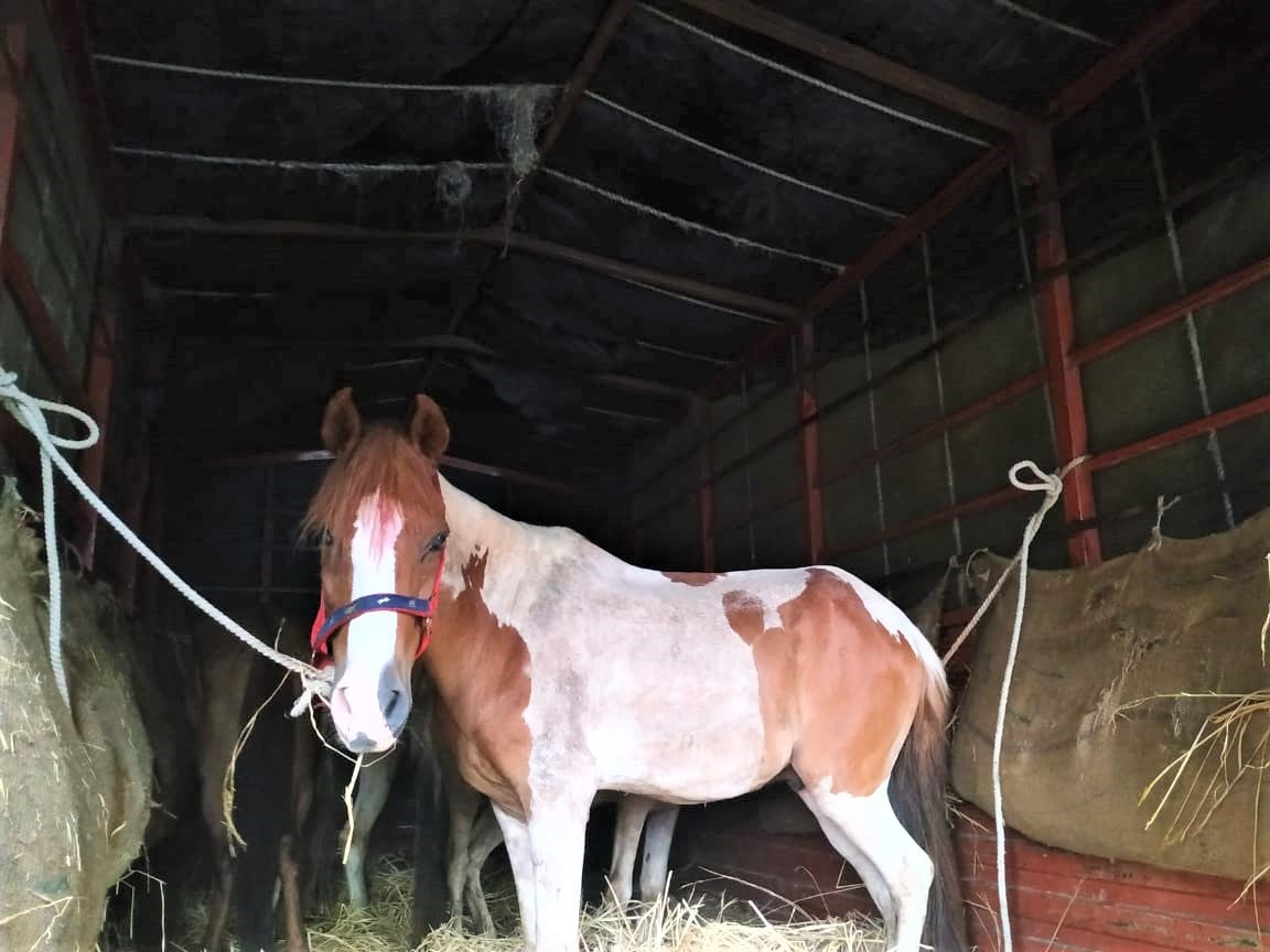 A brown-and-white rescued horse stands patiently in the back of one of the trucks.