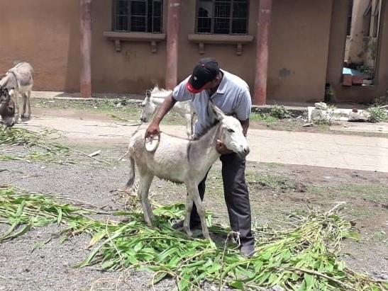 An Animal Rahat team member grooms a donkey at the police station.
