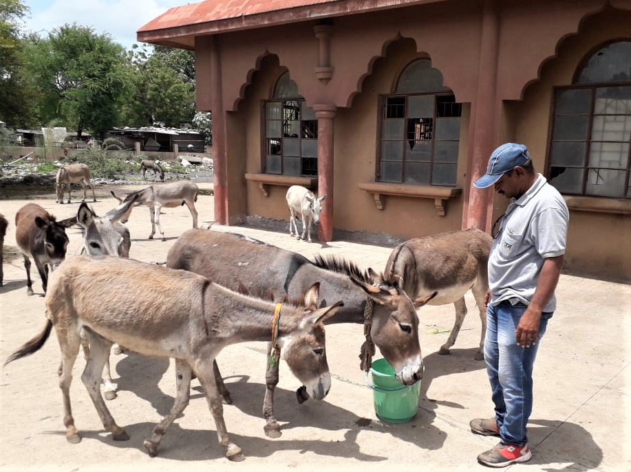 An Animal Rahat team member gives water to a group of donkeys at the police station.