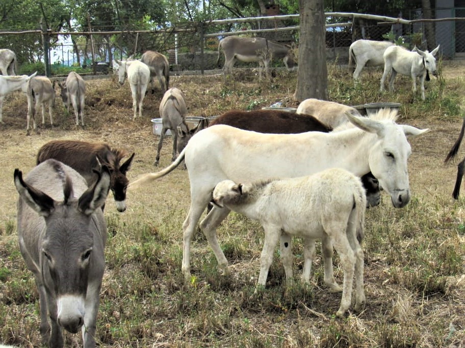 Some of the donkeys graze while a mother nurses her foal.