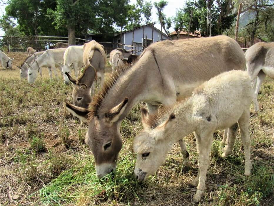 A donkey and her foal stand together at the sanctuary.