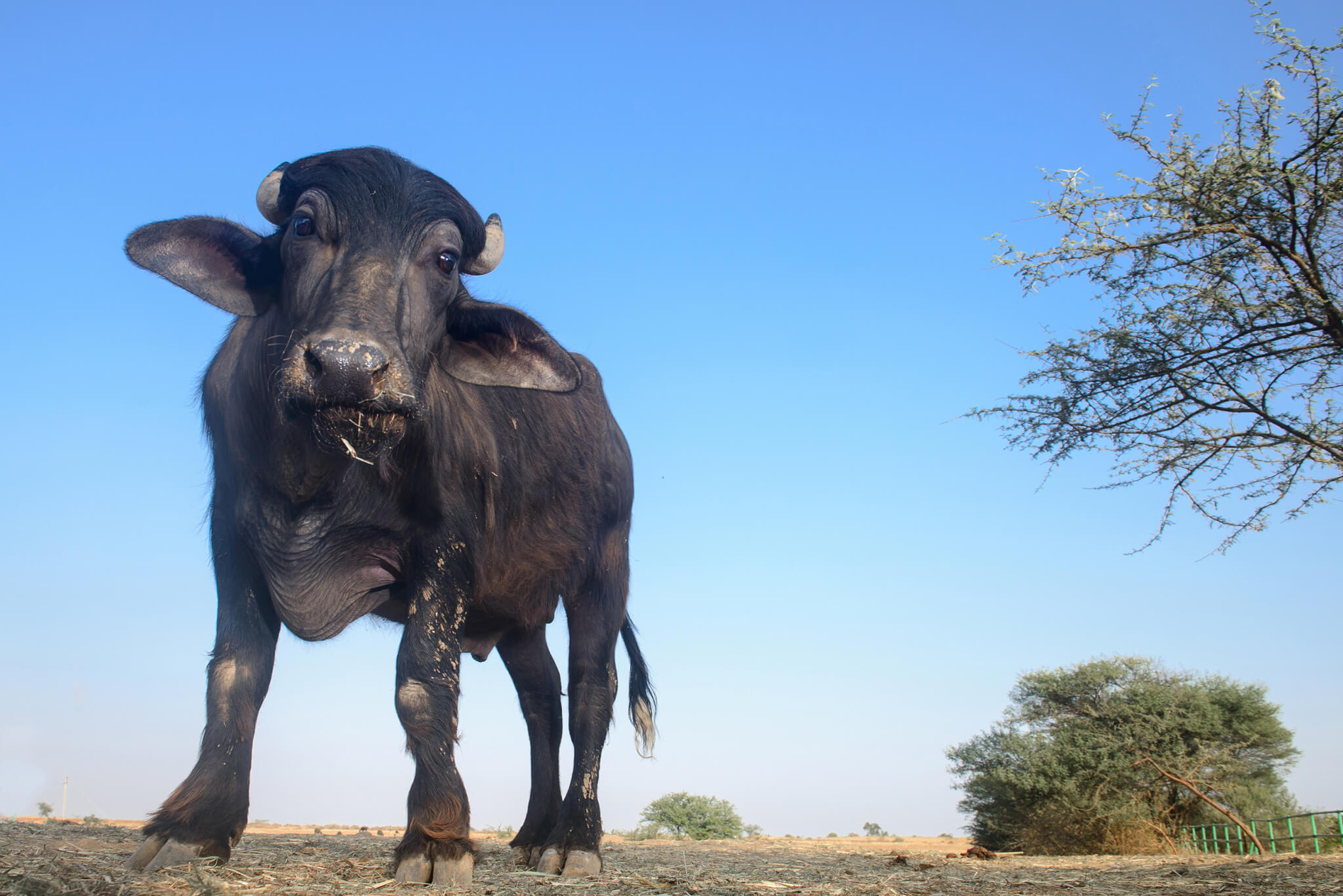 A few blades of grass dangle from Lalu's chin as he looks into the camera, the sanctuary grounds and a bright blue sky behind him.