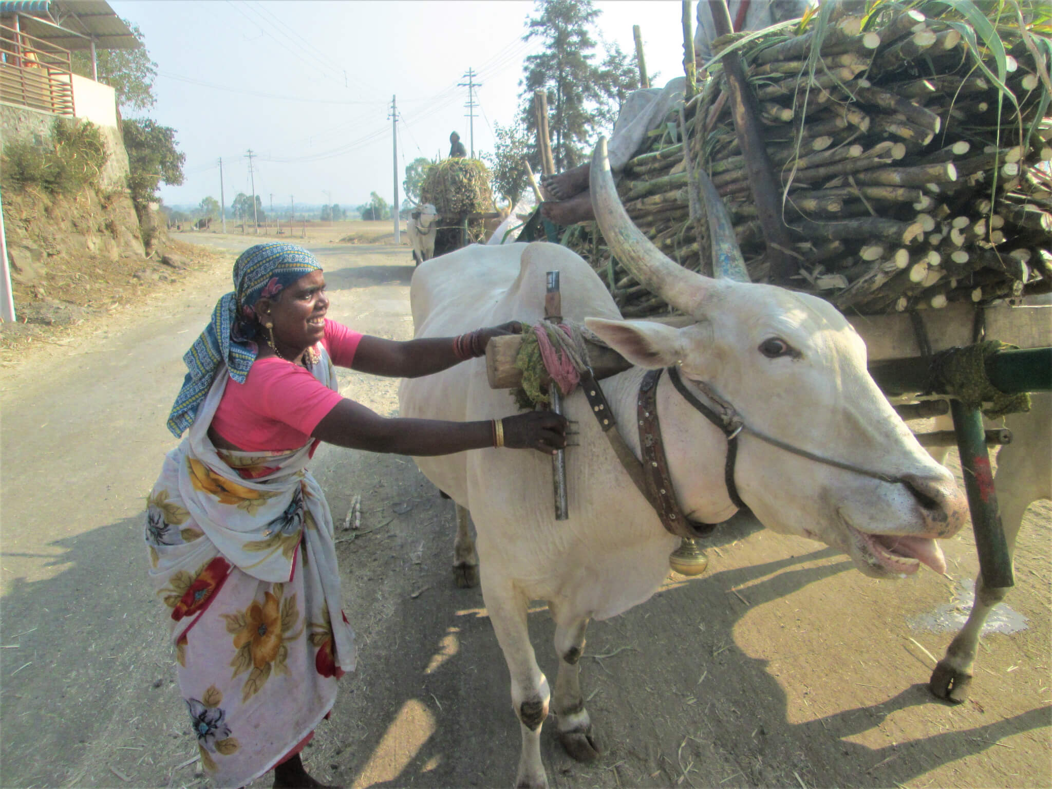 Bullocks  Animal Rahat