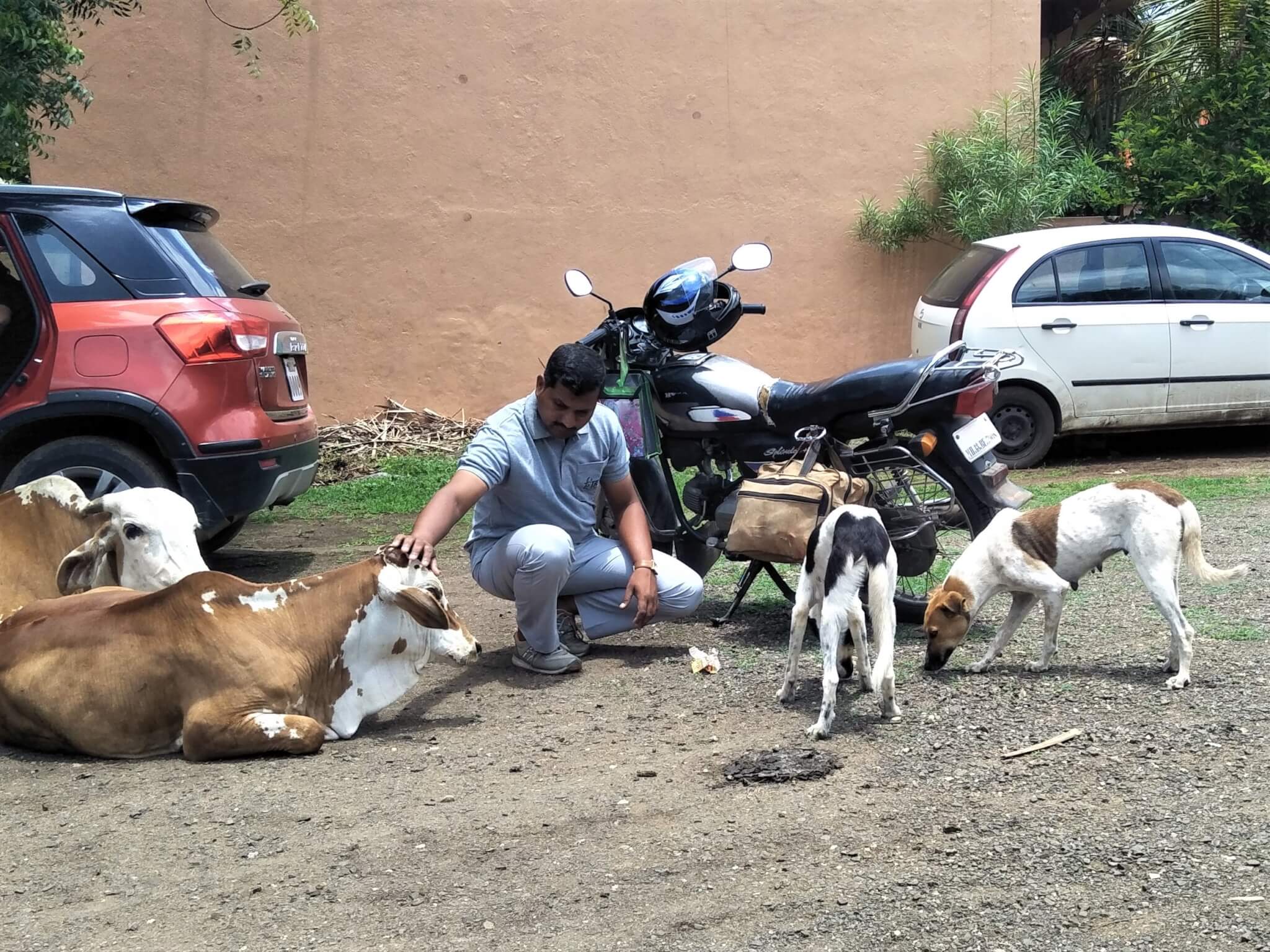 Animal Rahat scout Ajit Mote pets a cow while street dogs nearby enjoy the biscuits that he brought them.