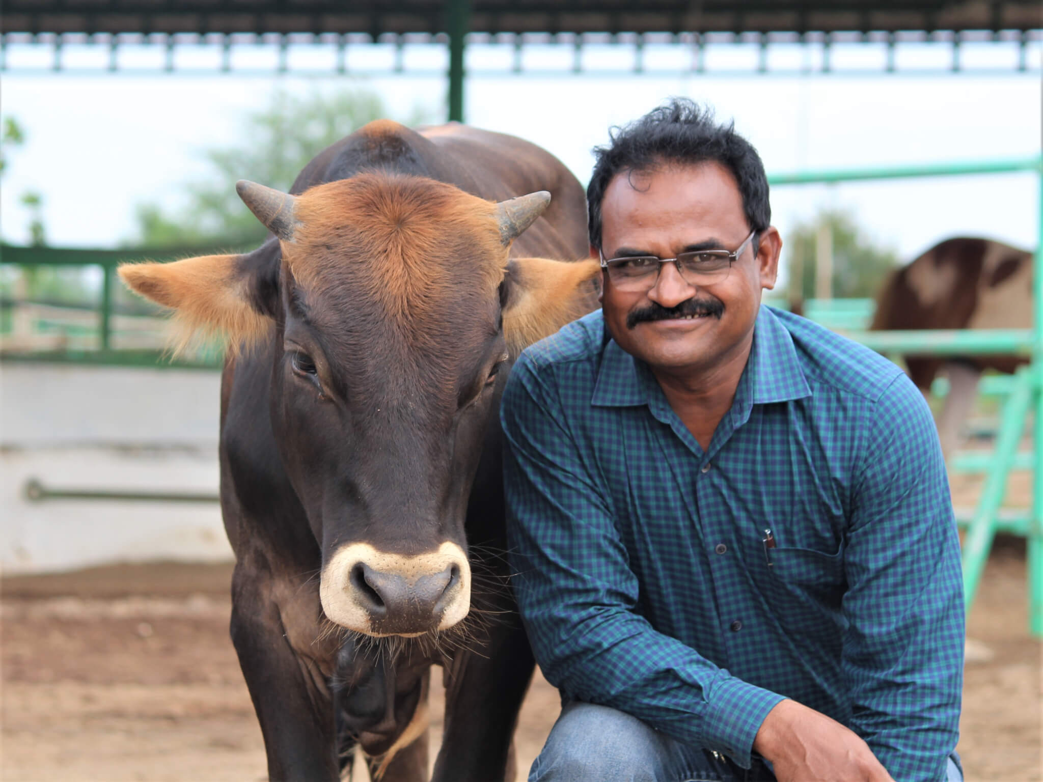 Dr. Chetan Yadav poses at the sanctuary with resident calf Mahadev.