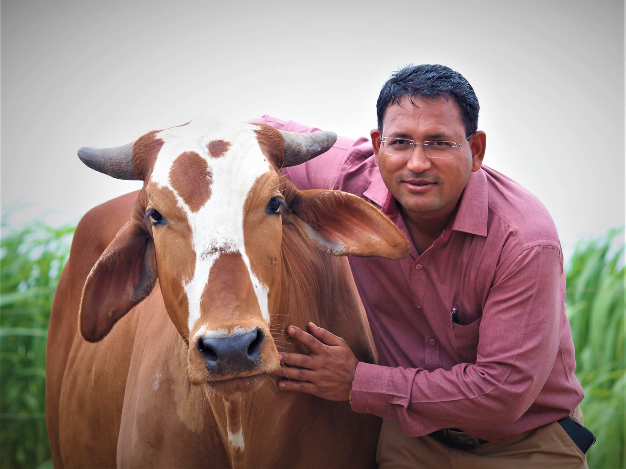 Dr. Naresh Upreti stands with his arm around rescued bullock Caro, a sanctuary resident.