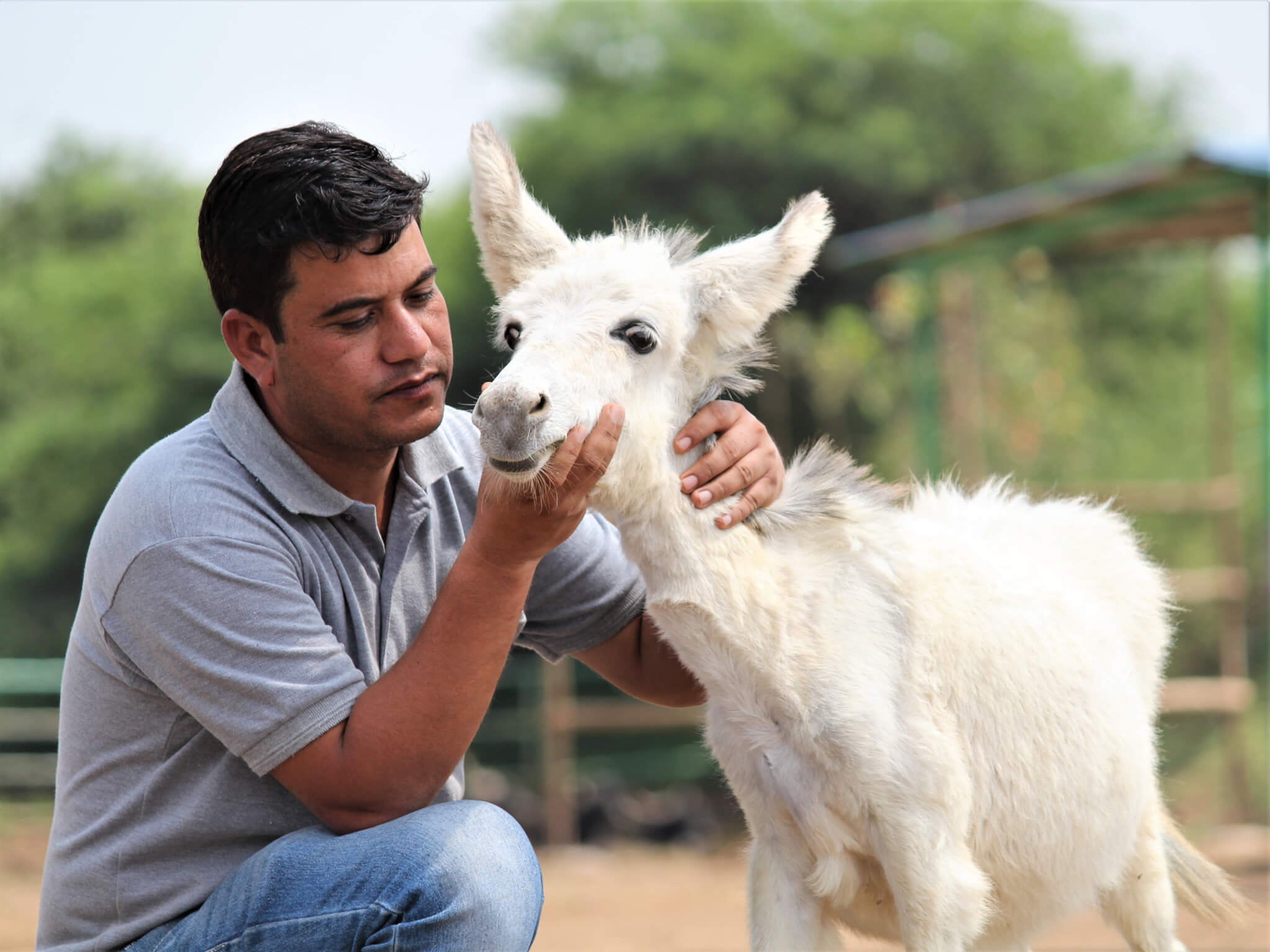 Dr. Rakesh Chittora shows affection to a donkey foal.