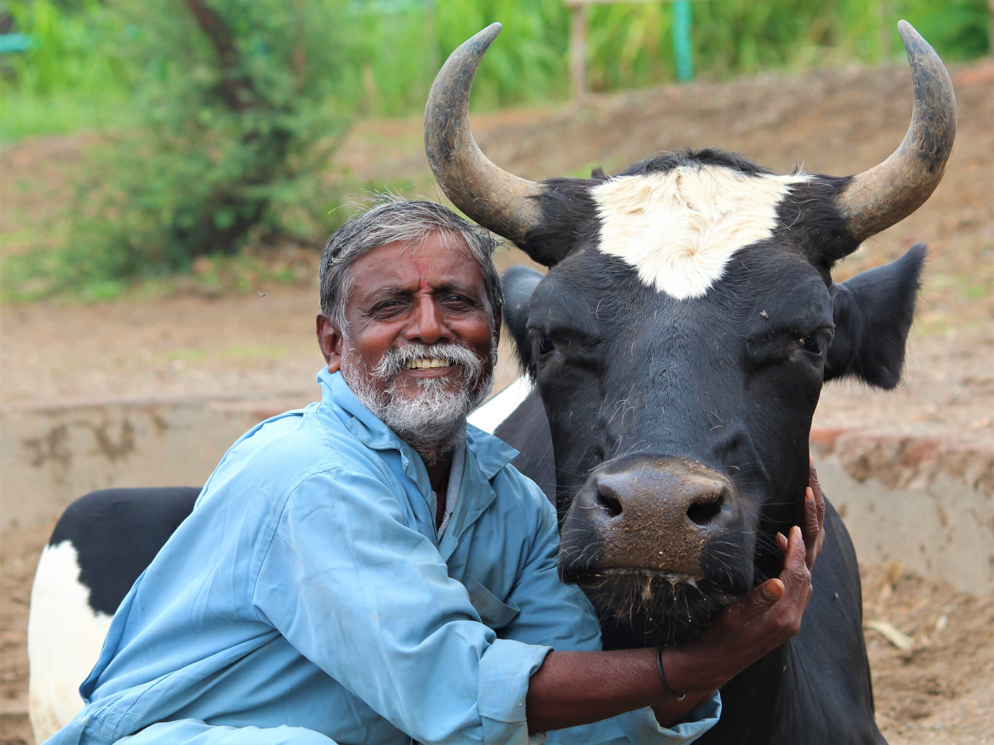 Prabhakar Koli poses with sanctuary resident Lakhan the bullock.