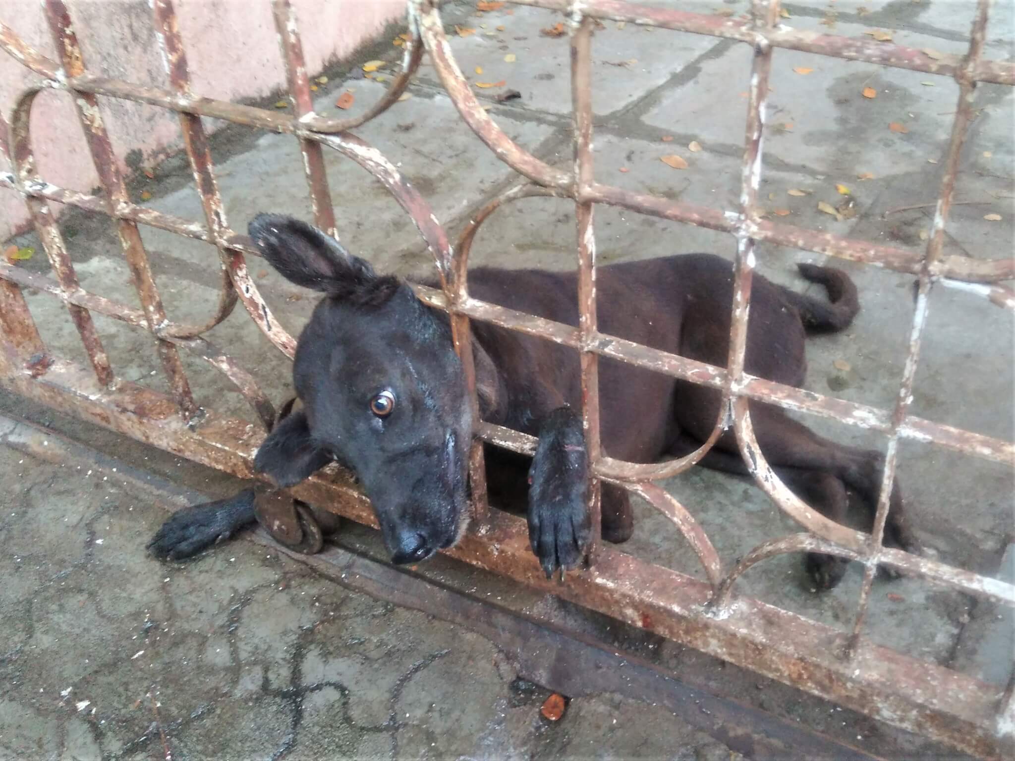 A dog lies on the ground with his head trapped between the bars of a gate.