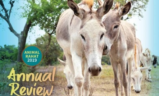 Take a Look at Animal Rahat’s 2019 Annual Review!