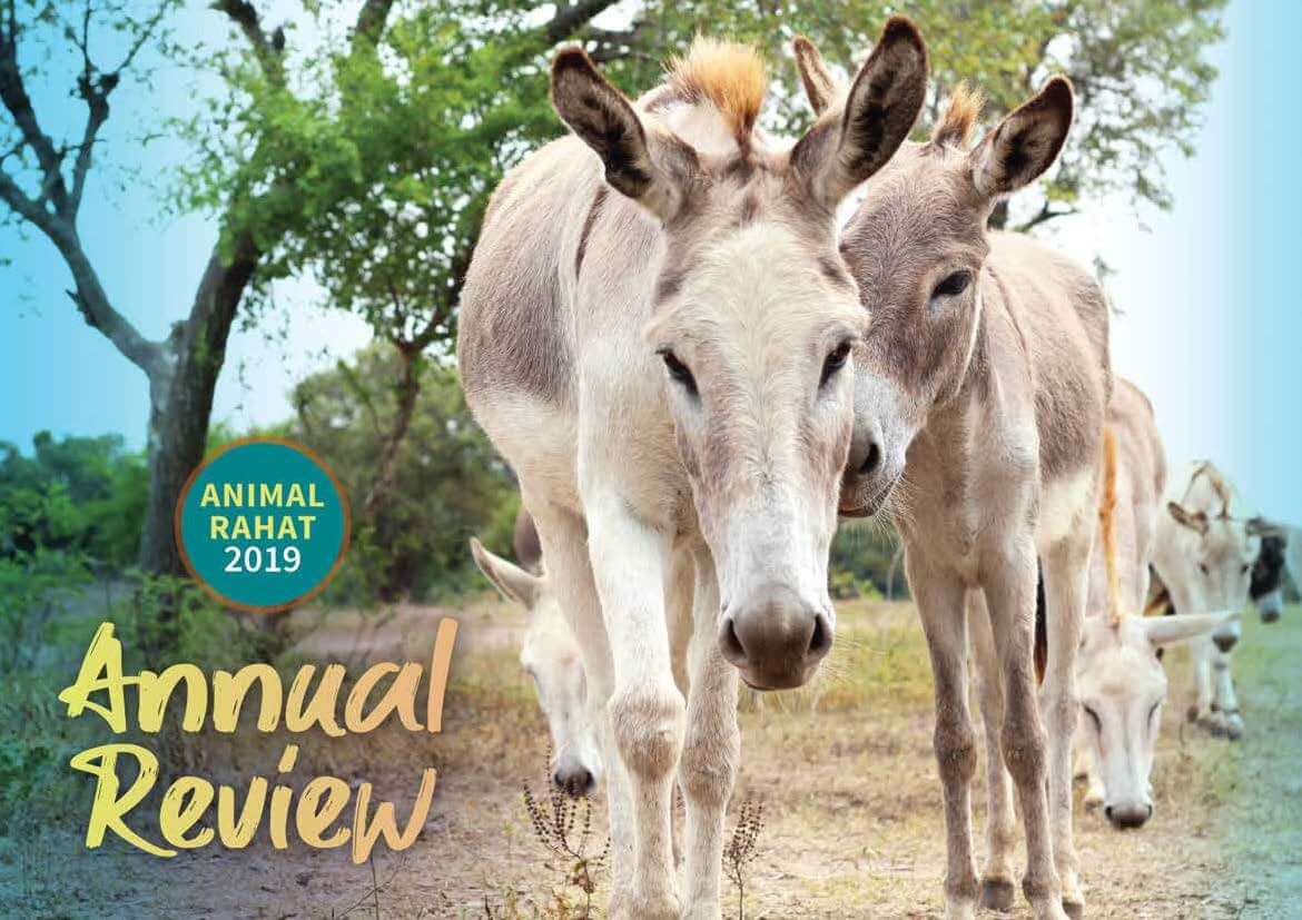 The cover of Animal Rahat's 2019 Annual Review shows two donkeys nuzzling each other at a beautiful hillside sanctuary.