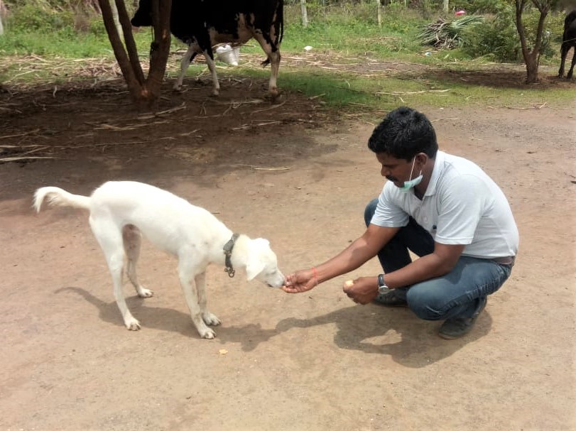 An Animal Rahat staff member crouches down to administer dewormer to a white dog.