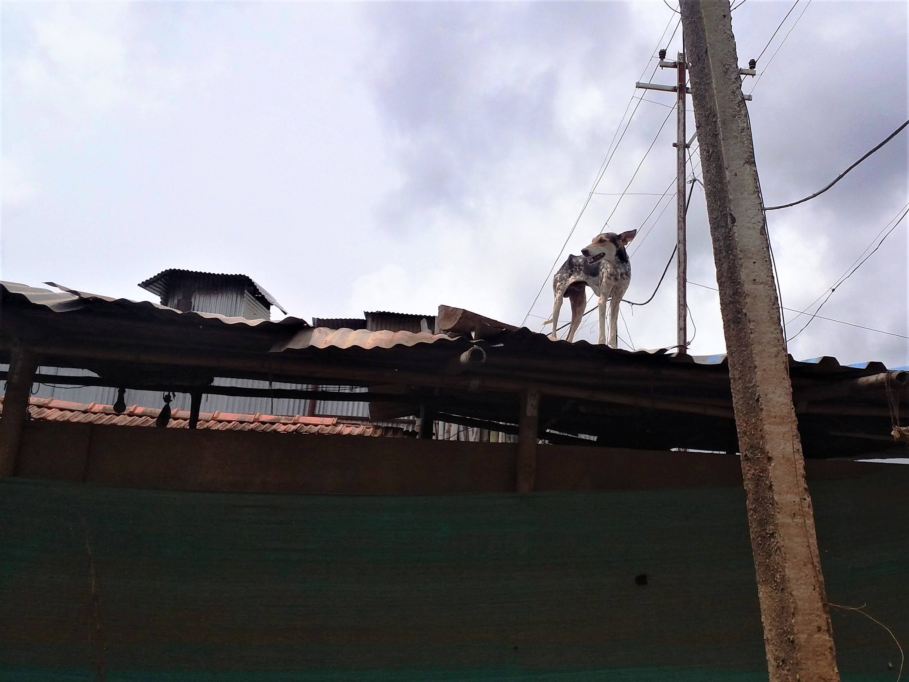 A very thin dog stands on top of a tin roof.
