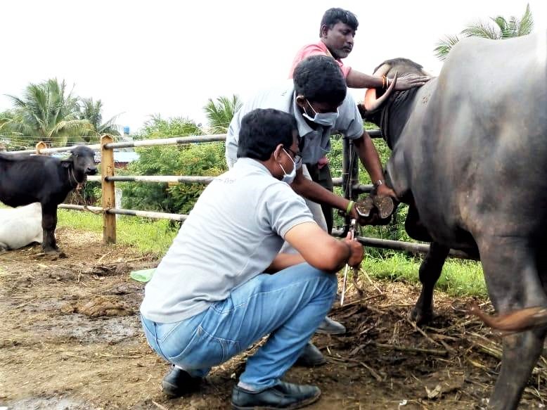 An Animal Rahat veterinarian trims a buffalo's overgrown hooves.