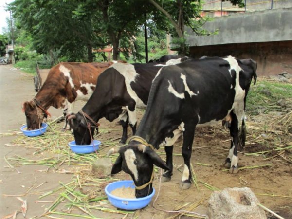Three cows are lined up beside the road, each eating from a dish of food provided by Animal Rahat.