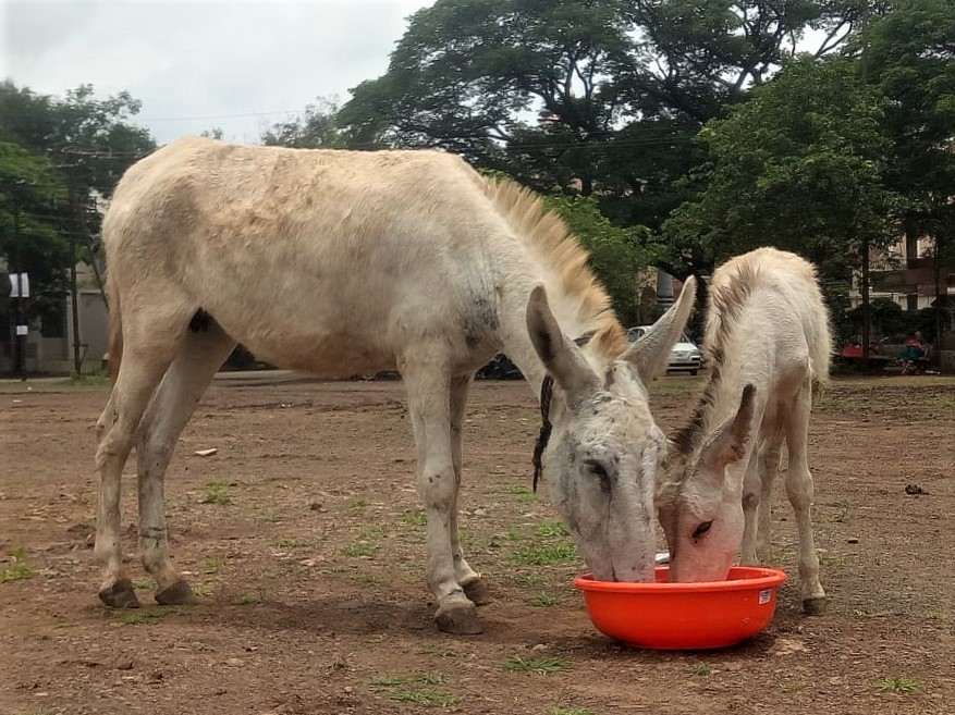 A donkey and a foal eat from the same dish.