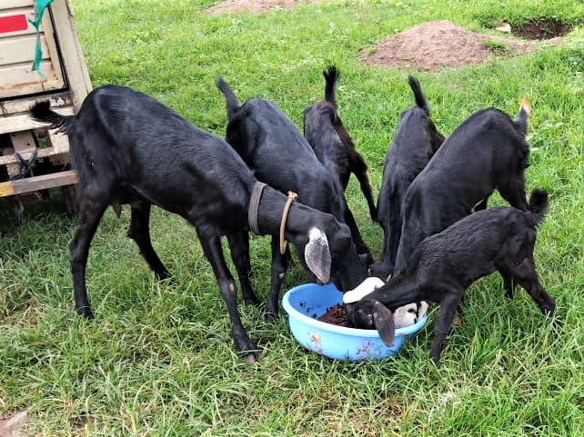 Six goats eat from the same dish.