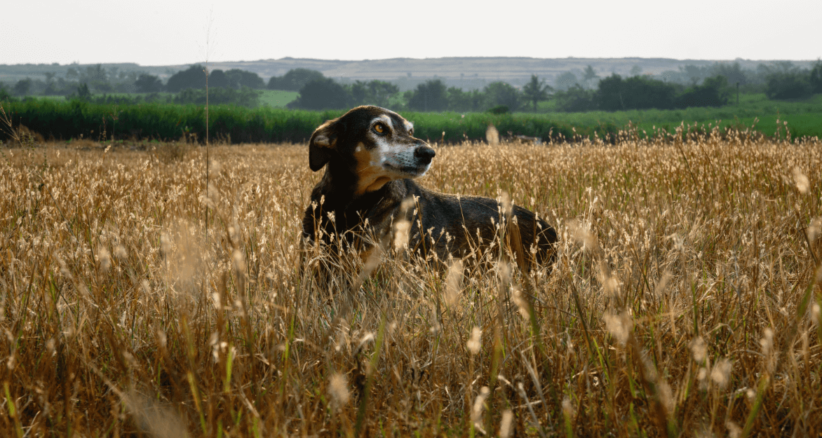 Guddi, a black-and-brown dog with white fur around her eyes and on her snout, stands in a field of tall grass.