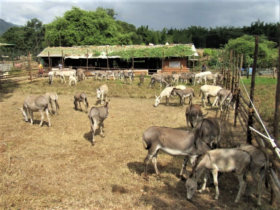 The rescued donkeys stand in their quarantine paddock at the sanctuary.