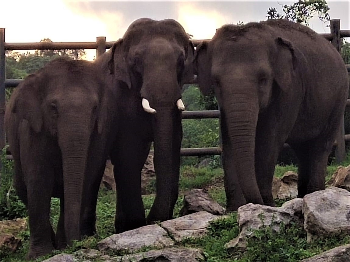 Rescued elephant Sunder stands between two of his friends at the Bannerghatta Biological Park.