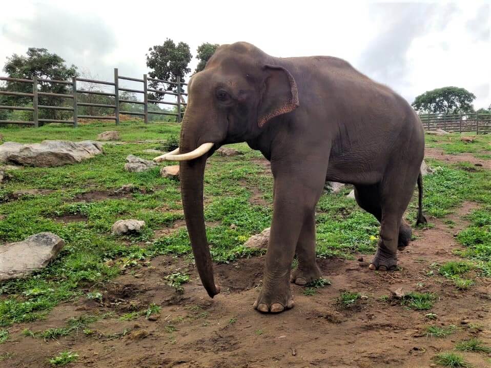 Rescued elephant Sunder strolls through a spacious elephant musth corral at the Bannerghatta Biological Park.