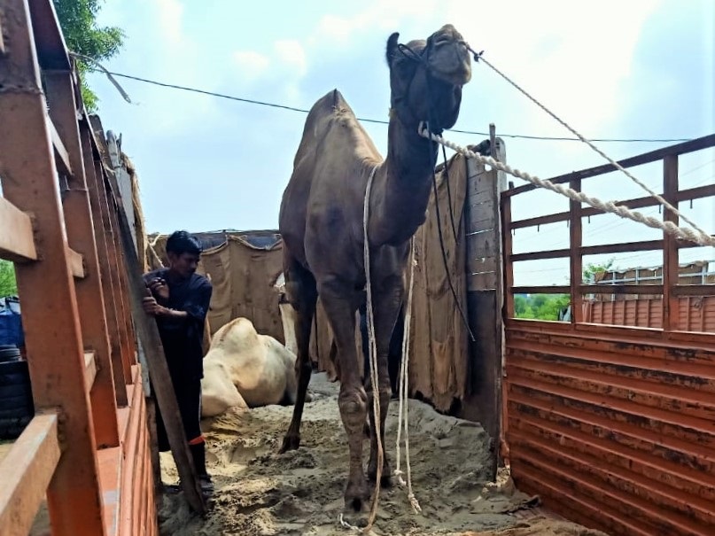 A rescued camel stands in the back of a truck waiting to begin the journey to Animal Rahat's sanctuary.