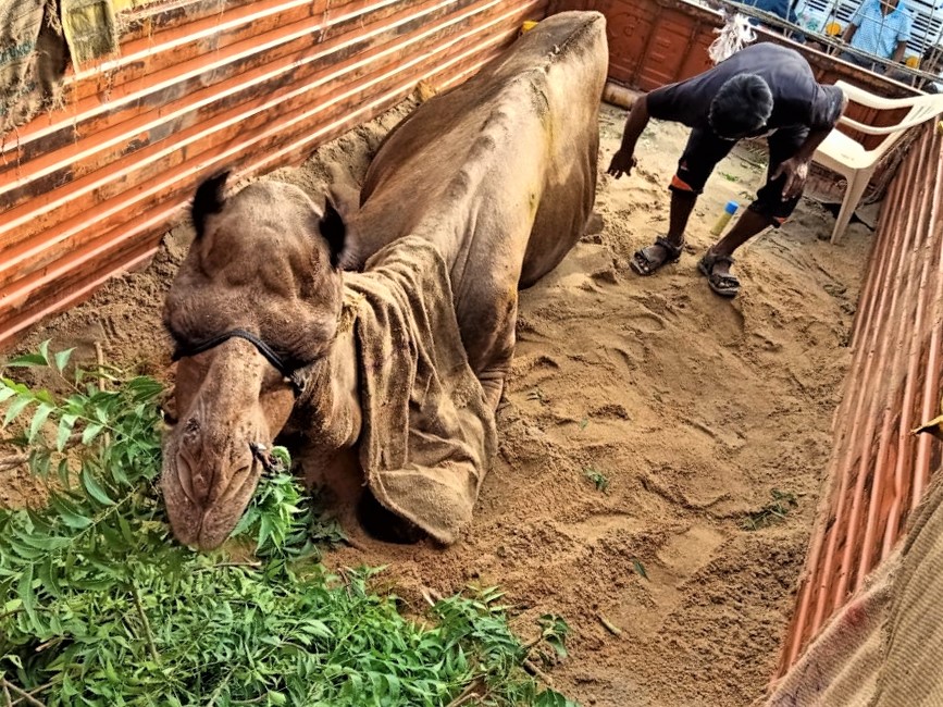 A camel eats fresh green neem tree leaves as he lies in the back of a transport truck.