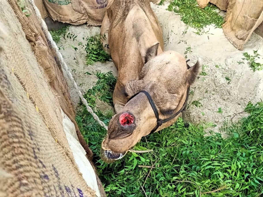 This camel has a large open wound on his nose from a nose peg hole that became infested with maggots.