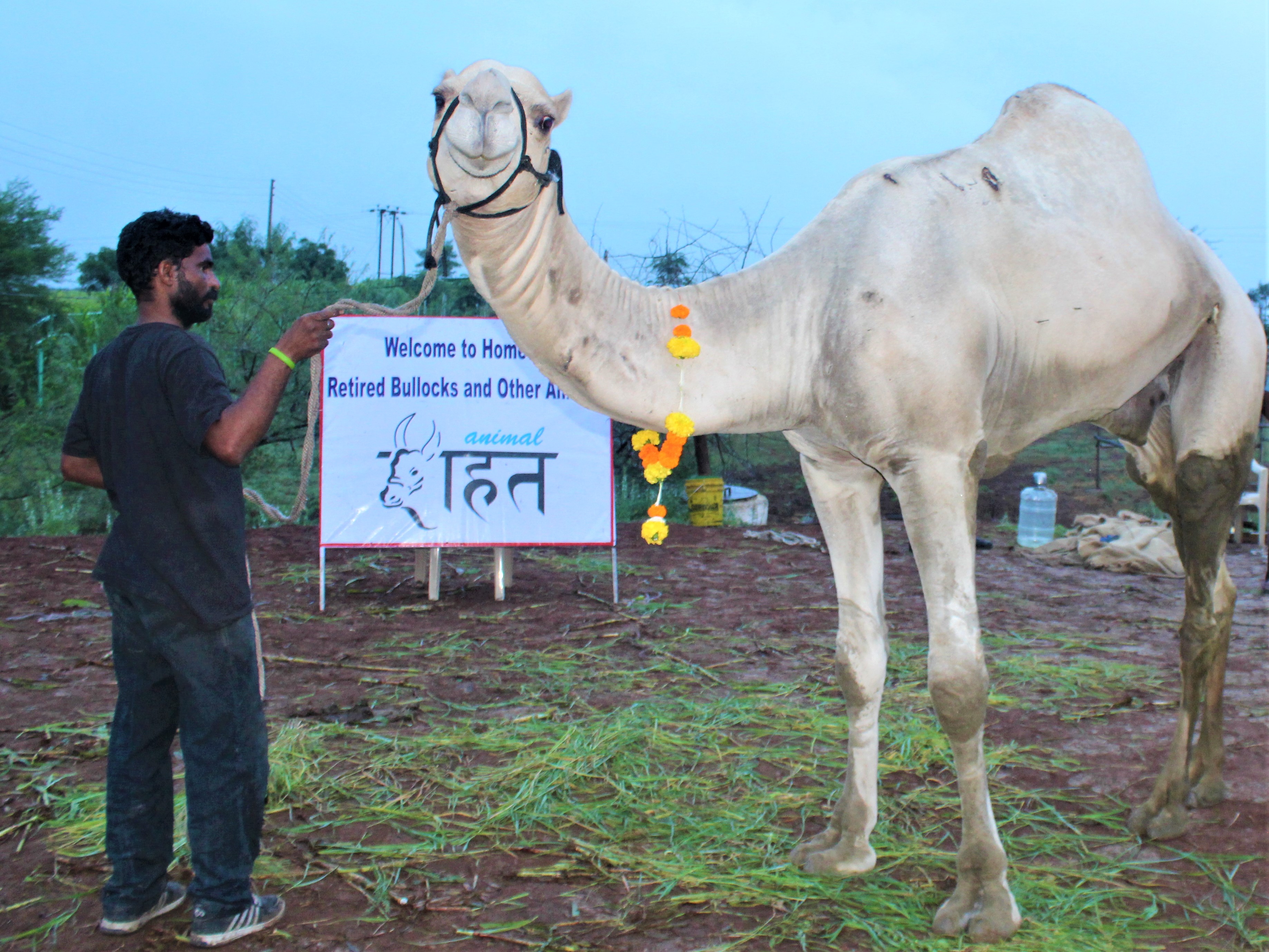 A camel named Afzal gives the camera a big smile as he enters the sanctuary grounds.