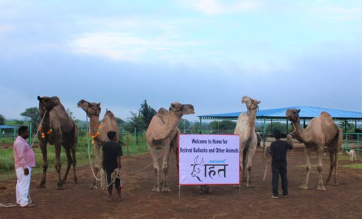 UPDATE: Rescued Camels Heading to Animal Rahat’s Sanctuary!