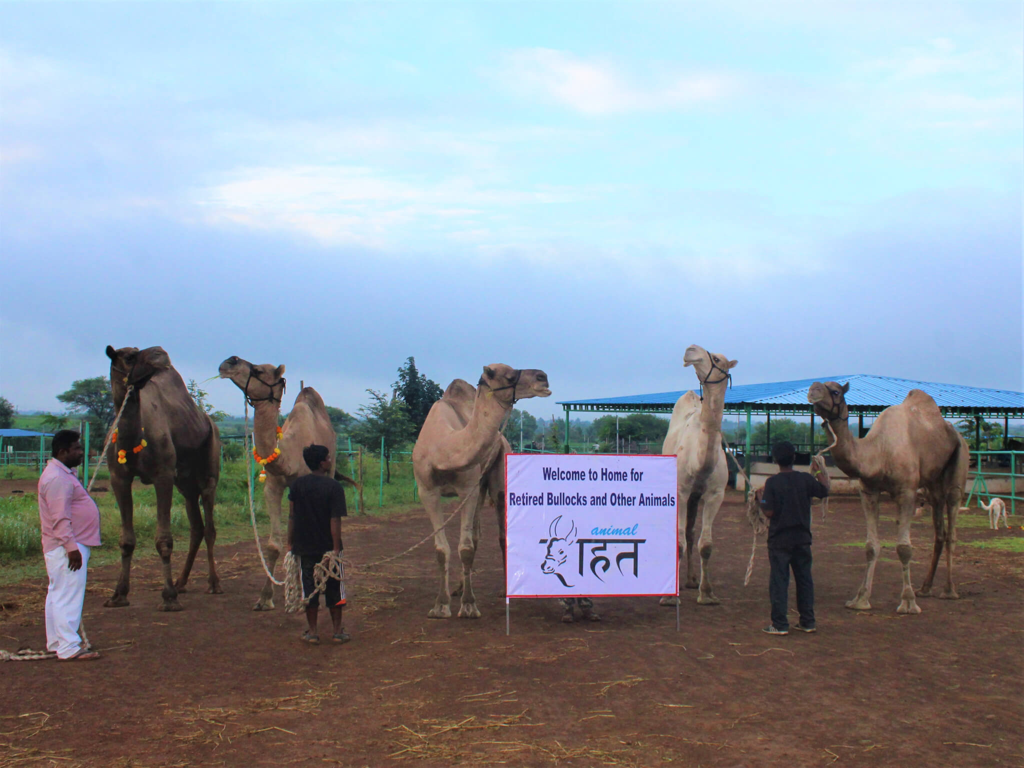 The rescued camels stand with their handlers beside a sign welcoming them to Animal Rahat's sanctuary.