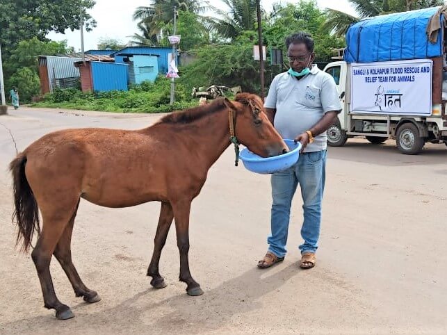 An Animal Rahat staff member holds a dish of food while a pony eats.