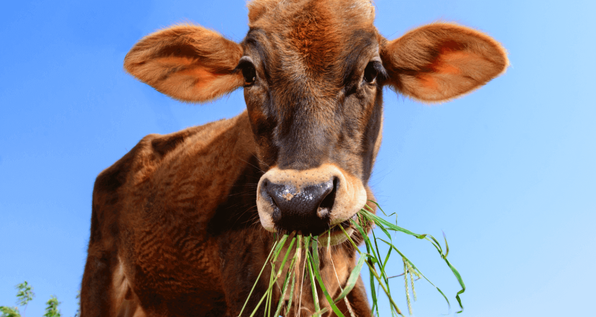 Calf Mahadev chews on some fresh green grass and looks into the camera.