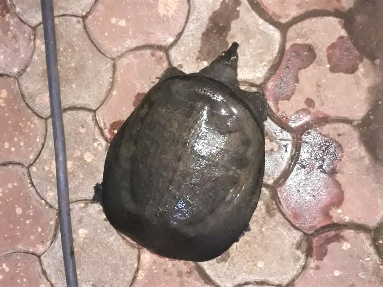 A rescued turtle rests on the ground before he's taken to the river for release.