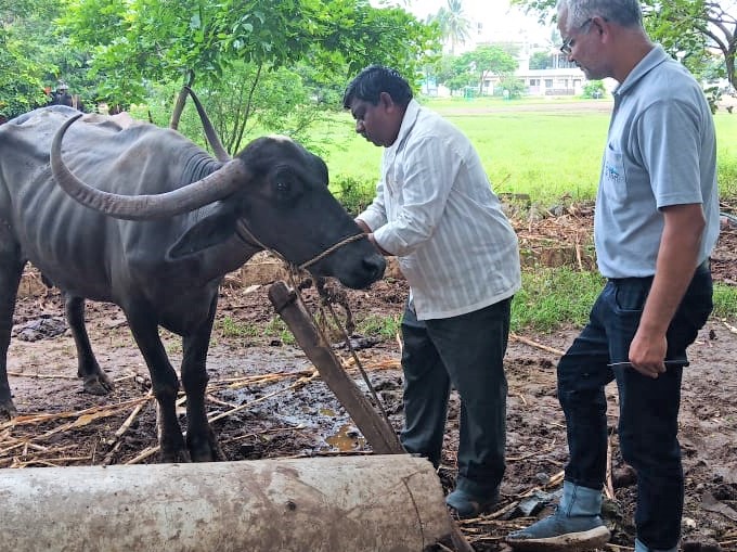 An Animal Rahat team member watches as a buffalo owner removes the animal's hobble.