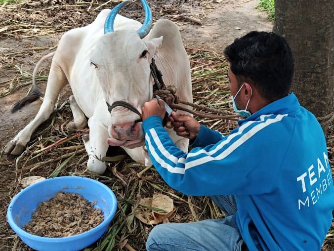 An Animal Rahat staff member cuts this bullock's nose rope.