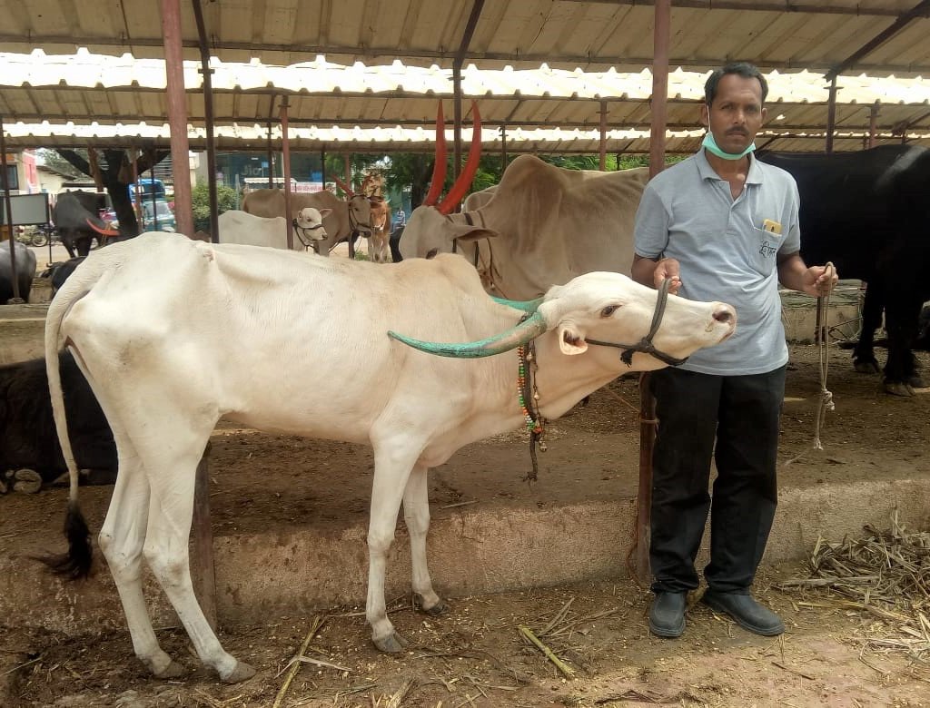 An Animal Rahat staff member stands with a bullock whose nose rope was just removed.