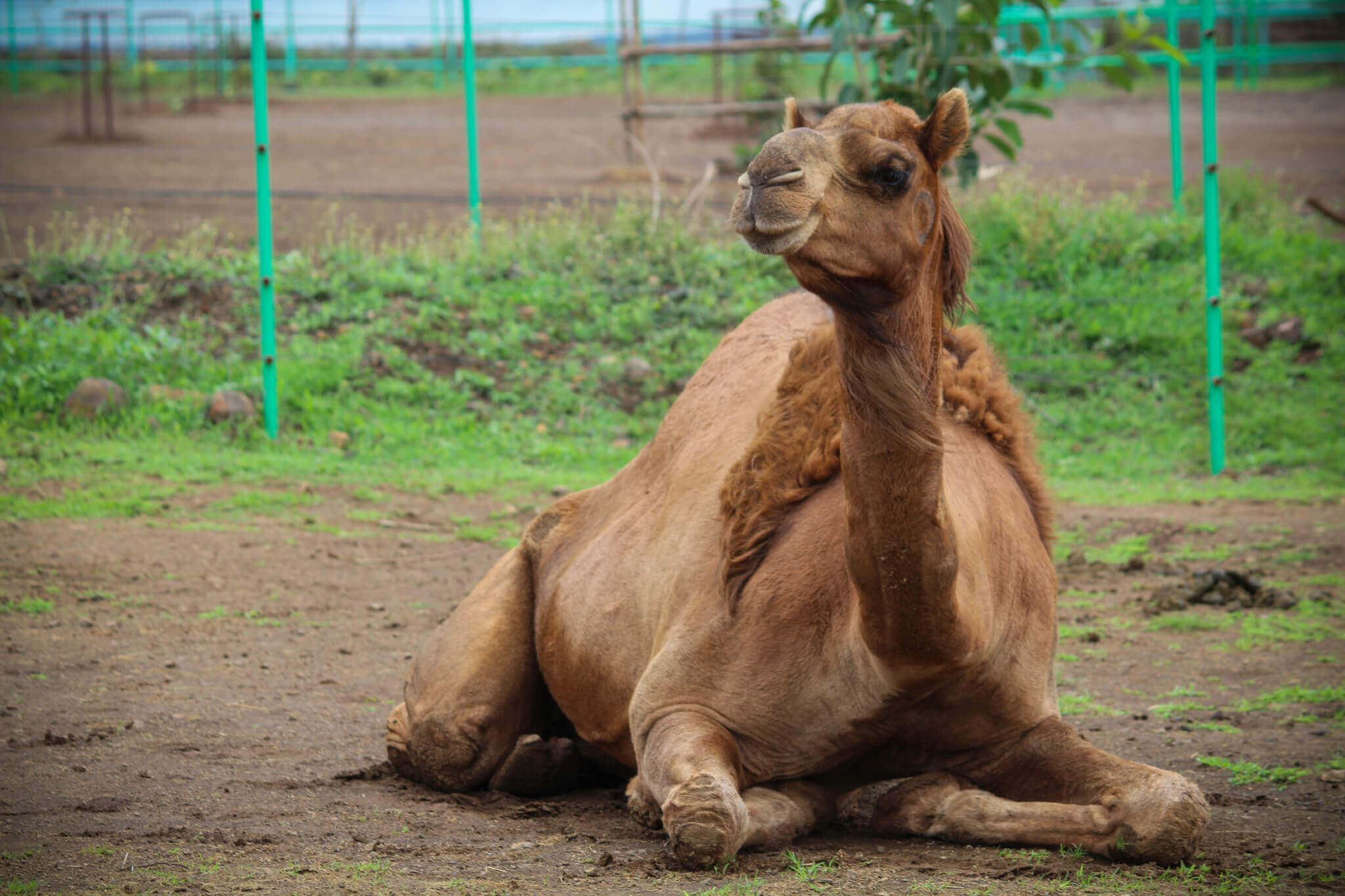 Tracy, a light brown camel with a big tuft of hair on her, sits on the ground at the sanctuary with a smile on her face.