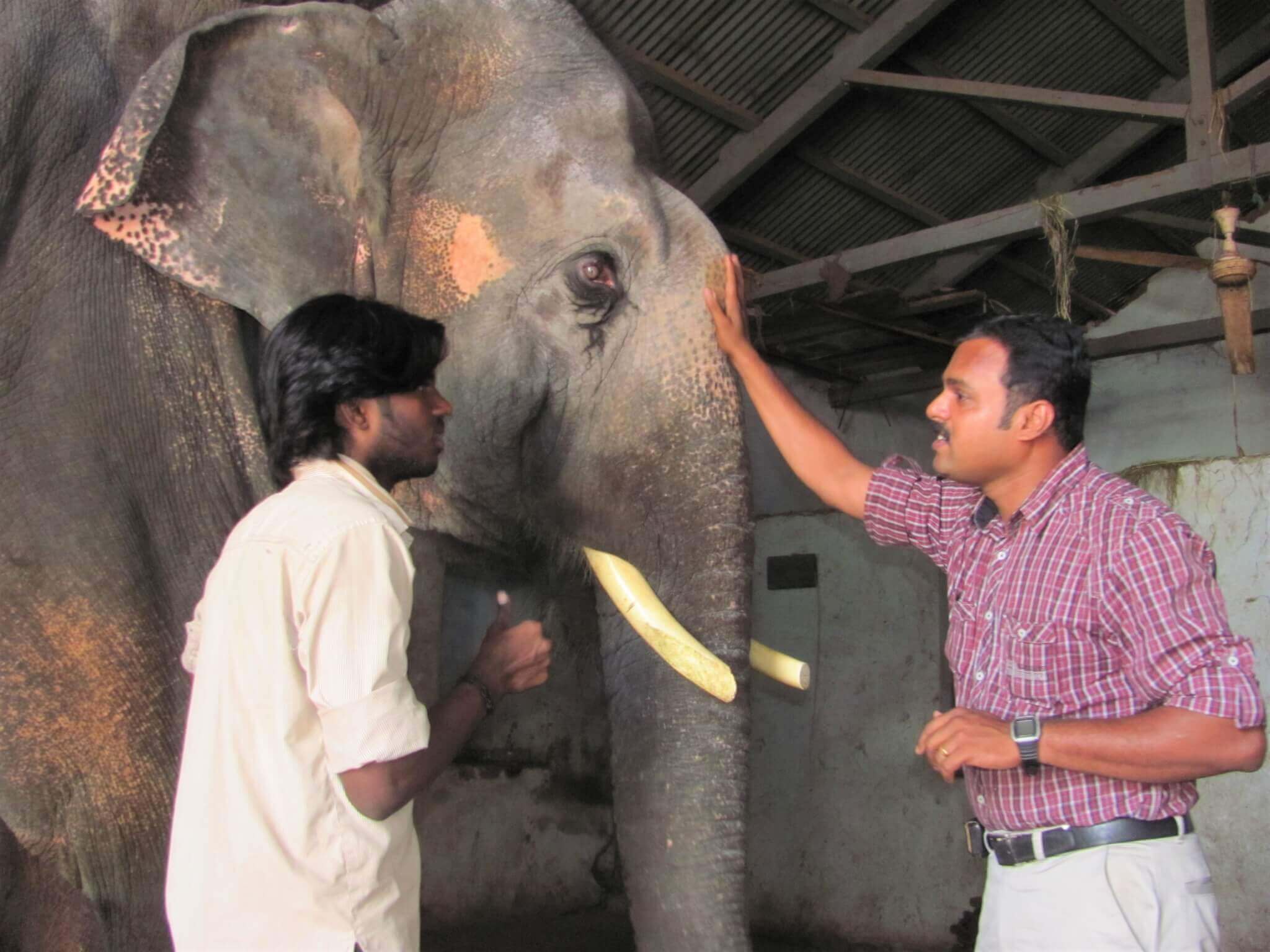 An Animal Rahat veterinarian examines Sunder in captivity at the temple.